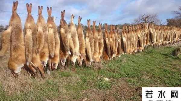 色兔兔,澳大利亚野兔成灾,百年“人兔大战”五次围剿失败,中国出手相助