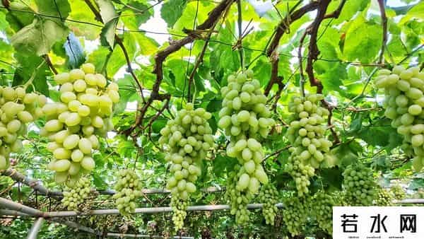 张克凡,「 锦绣昌黎 」 葡萄熟了 葡园等你