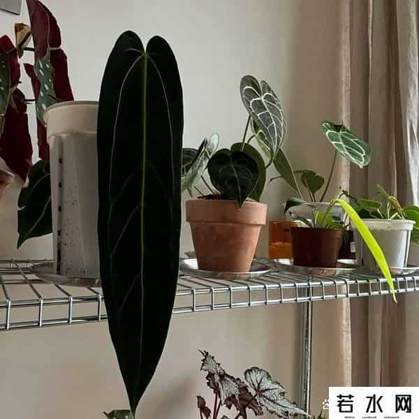 帝王花烛,网红花烛坑太多？新手别瞎买，这几点学会再下手不迟