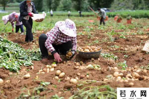 噜咪啦,云贵薯片“噜咪啦”破圈背后，乡村、土特产和拼多多的双向奔赴