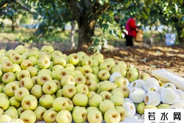 海炫,【玩转烟台】董宇辉推荐!速来get“与辉同行”同款烟台好物→