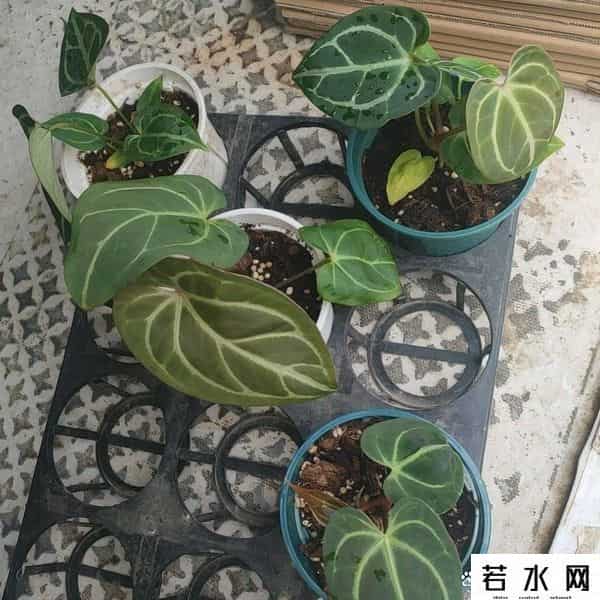 帝王花烛,网红花烛坑太多?新手别瞎买,这几点学会再下手不迟