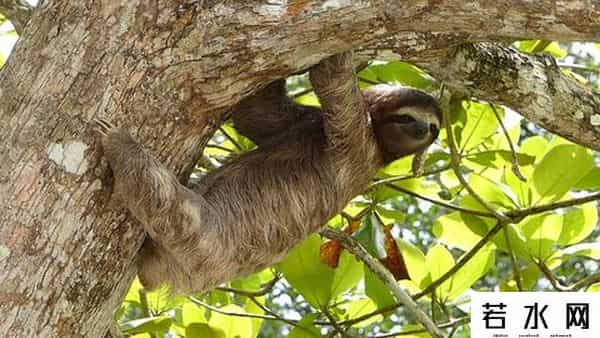 aww,刷新你的认知：关于动物的10个鲜为人知的事实 10 lesser-known facts about animals that made people say ‘Aww’