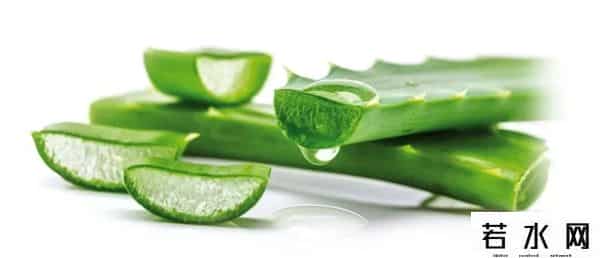 植物化妆品,芦荟、玫瑰……来扒一扒护肤品中的这些植物