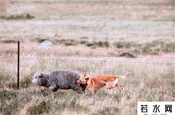 色兔兔,澳大利亚野兔成灾,百年“人兔大战”五次围剿失败,中国出手相助