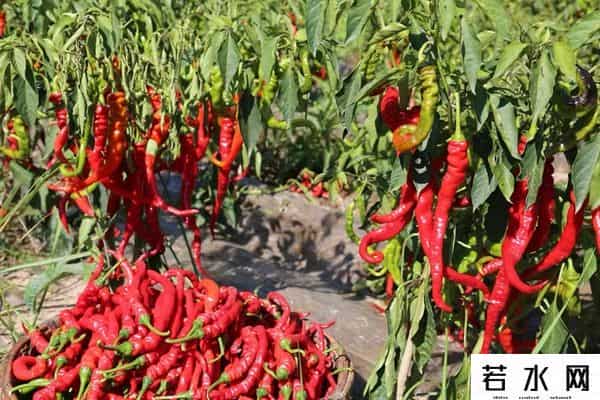 辣椒客,甘谷辣椒故事三则