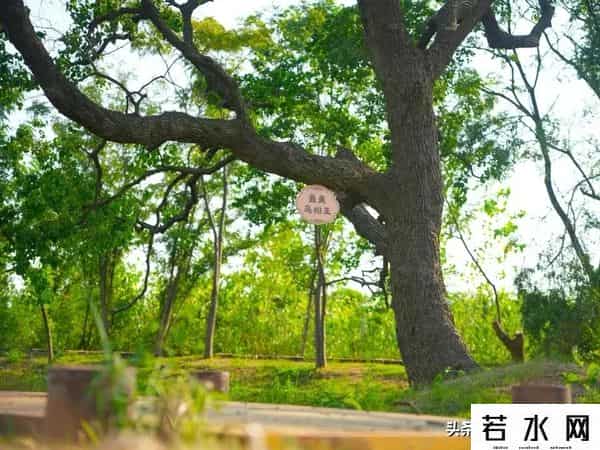 王巍然,武汉新城未来湾项目,打造为农文旅融合示范点,武汉新城新地标。