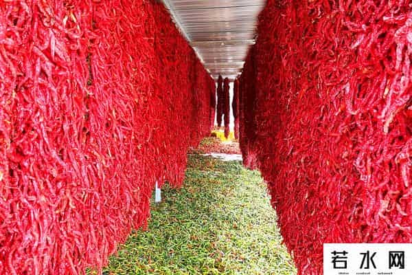 辣椒客,甘谷辣椒故事三则