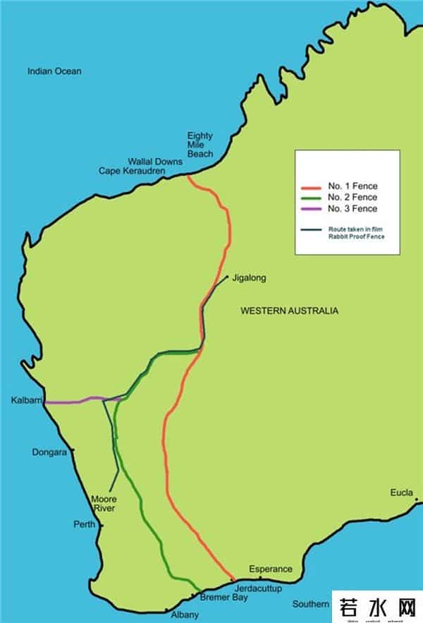 色兔兔,澳大利亚野兔成灾,百年“人兔大战”五次围剿失败,中国出手相助