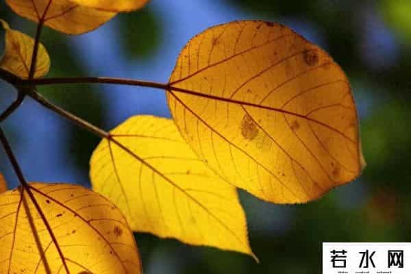 牛牛热视频,嫂子给小叔子喝鹿血汤,他夜里觉得热,起身看见她房间亮着灯