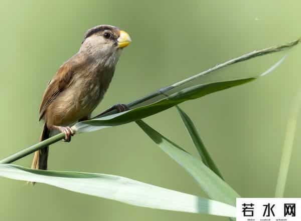 奥森,飞羽镜界 - 我在北京奥森公园拍到了“鸟中大熊猫”,是幸运吗!