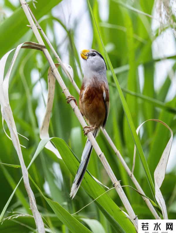 奥森,飞羽镜界 - 我在北京奥森公园拍到了“鸟中大熊猫”,是幸运吗!