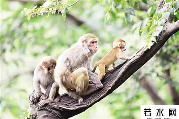 一起色吧,人类与野生动物应该如何相处