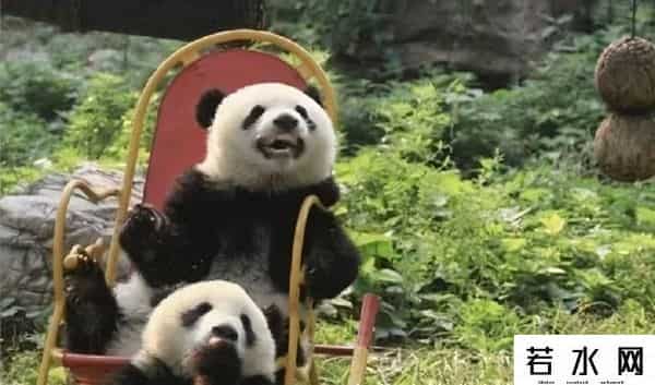 40403,8.13过生日的熊熊们(下)