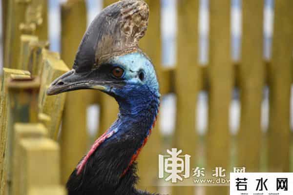 单身动物园,北方森林动物园发征婚信息 为单身动物求“伴侣”