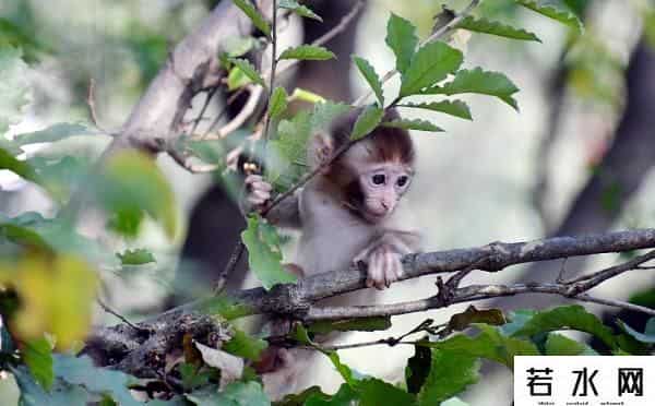 印度猴群杀人,印度现“猴子杀人”事件：一男子走路时遭猴子丢砖头袭击，送医后不治身亡