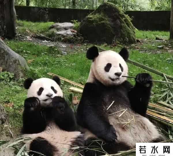 40403,8.13过生日的熊熊们(下)