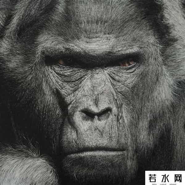 空中蛇灾下载,《狂暴凶狮》上映 猛兽电影太吓人主角就这么几种