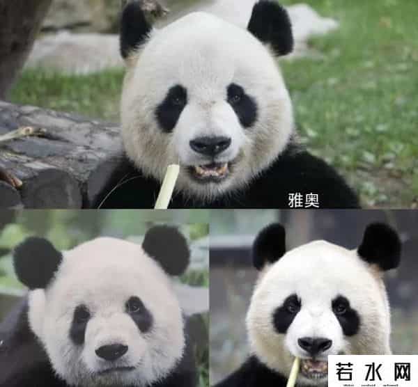 40403,8.13过生日的熊熊们(下)