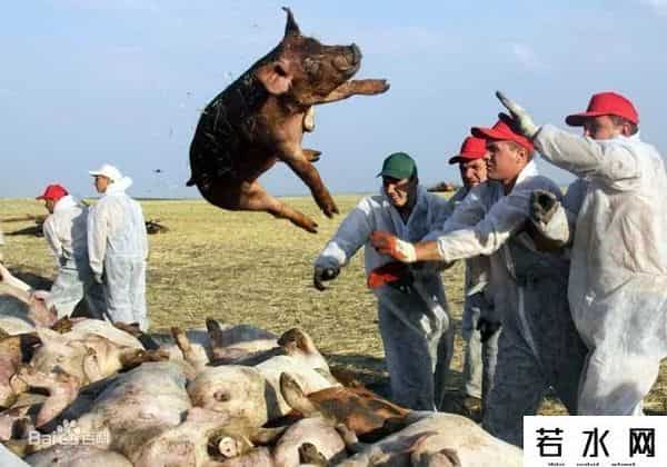 双汇 瘦肉精,被160多个国家禁止的“二代瘦肉精”,为什么美国偏偏要用它?