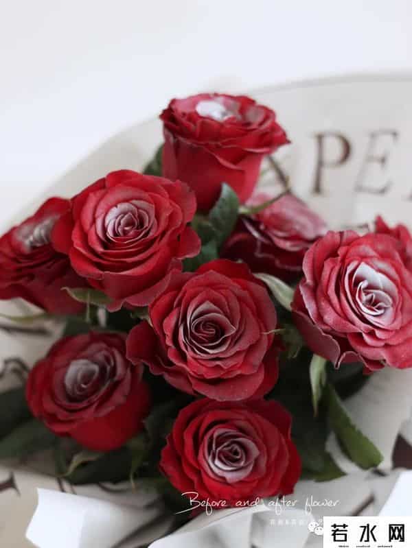 色520,节日特辑vol.4 - 红玫落雪，月色与雪色之间，你是第三种绝色