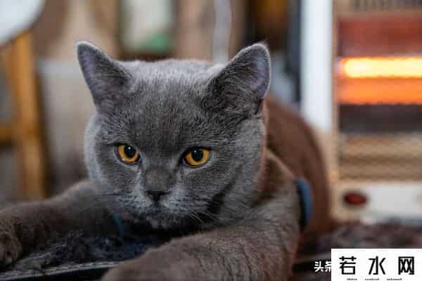 抓住神经猫,天生反骨的5种猫:养了它们,天天都在上演"人猫大战"!