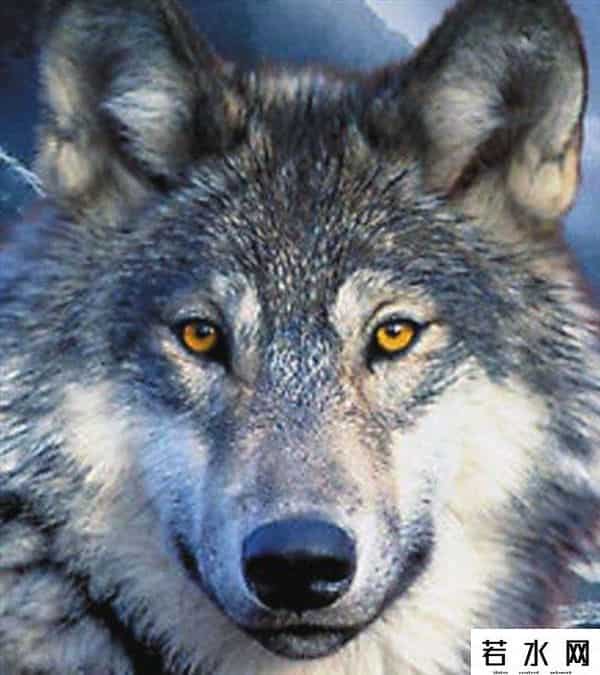 空中蛇灾下载,《狂暴凶狮》上映 猛兽电影太吓人主角就这么几种