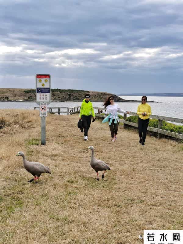 woola,放慢脚步游澳洲（4）企鹅岛，我和自然有个约定