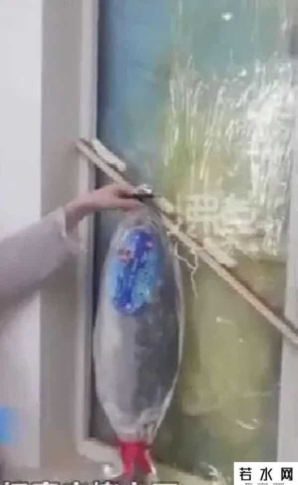 喀嚓鱼,家住高层！后半夜喀嚓一声，年年有“鱼”破窗而入……