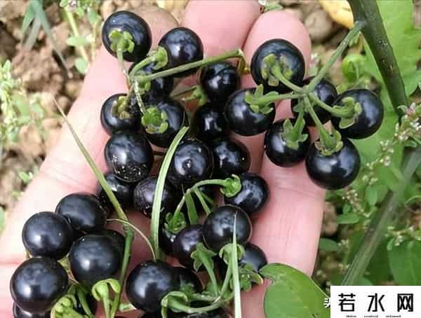 秀逗糖,“已停产”的54种童年零食,吃过一半的已经老了,忘不了的味道