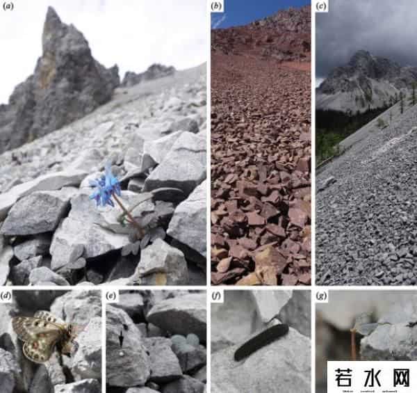 centra,中科院专家发现植物伪装术，同一物种在不同山头颜色不一