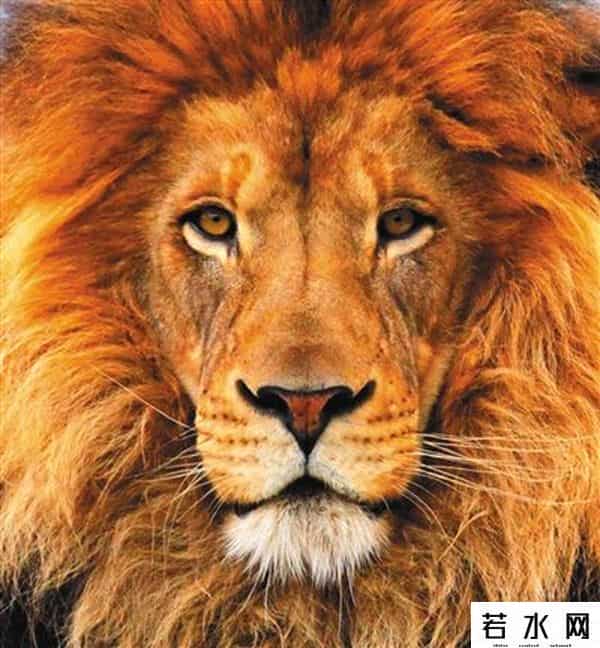 空中蛇灾下载,《狂暴凶狮》上映 猛兽电影太吓人主角就这么几种