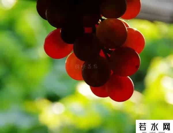 张克凡,「 锦绣昌黎 」 葡萄熟了 葡园等你