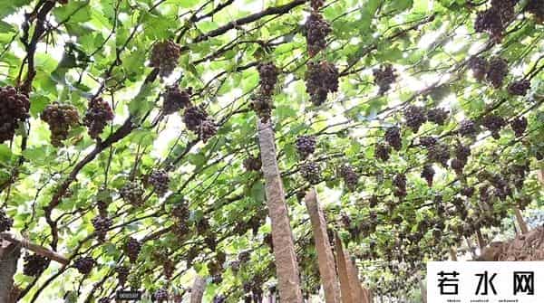 张克凡,「 锦绣昌黎 」 葡萄熟了 葡园等你