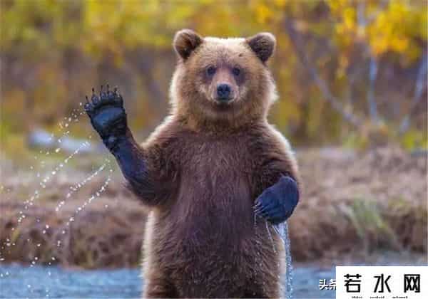 qq宠物熊熊,熊熊误入大学引大学生围观,网友:被麻醉枪射落的熊熊太可爱了!