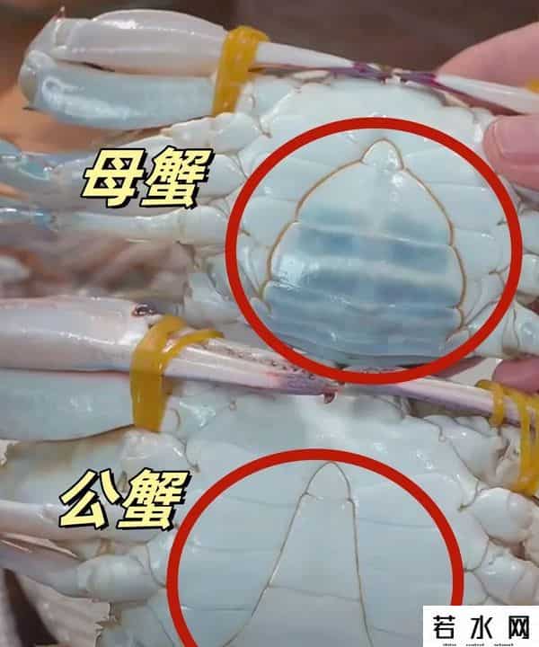 杭州抢人大战,杭州凌晨抢蟹大战：一斤只要2块，真有人拼车去捡漏！