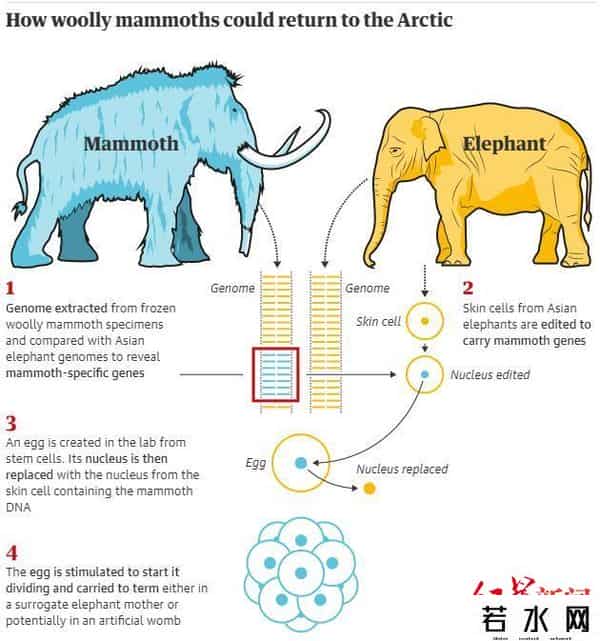 猛犸4,灭绝一万年后 猛犸象4～6年内复活？！帮助人类对抗气候危机