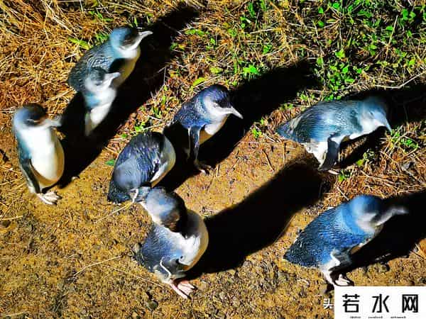 woola,放慢脚步游澳洲（4）企鹅岛，我和自然有个约定