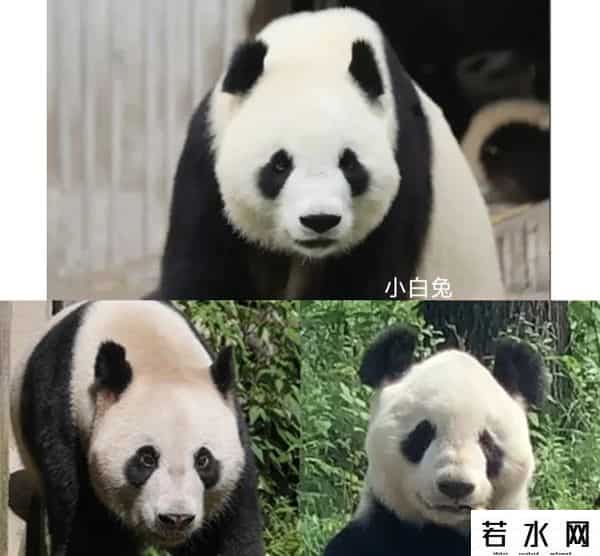 40403,8.13过生日的熊熊们(下)