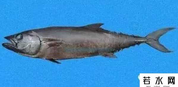 异鳞蛇鲭,日本老师逼学生吃异鳞蛇鲭是何居心,这是种让人拉肚子的毒鱼