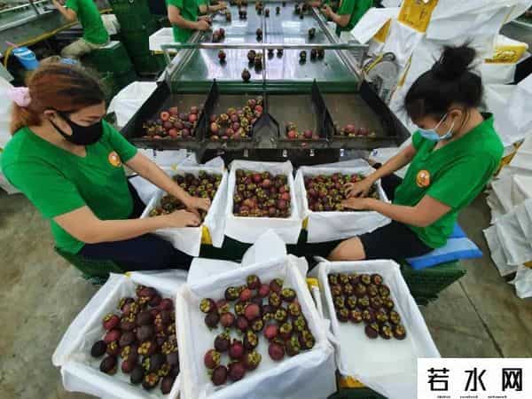 榴莲B站,泰国副总理直播卖榴莲:近900万人围观,一口气卖了10000只