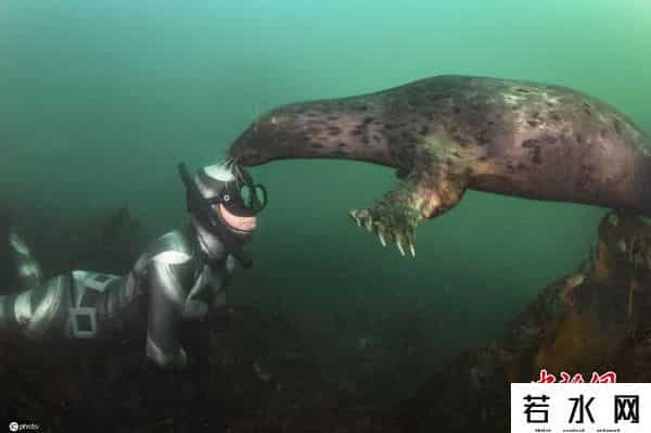 joost,摄影师捕捉人与海豹同游嬉戏画面