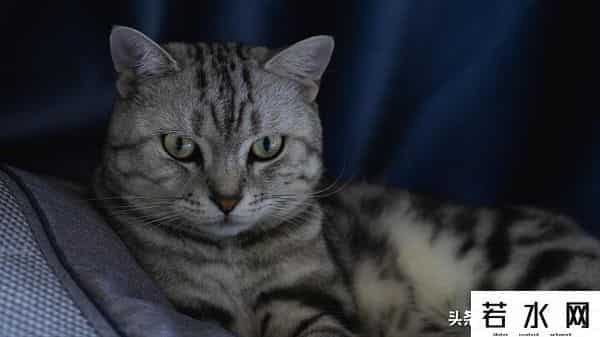 抓住神经猫,天生反骨的5种猫:养了它们,天天都在上演"人猫大战"!