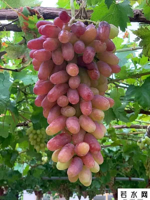 张克凡,「 锦绣昌黎 」 葡萄熟了 葡园等你