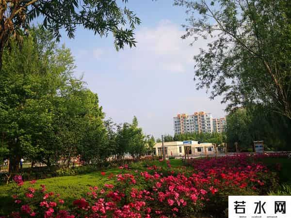 心麦,望麦心喜，汗水换来粮丰产（诗五首）