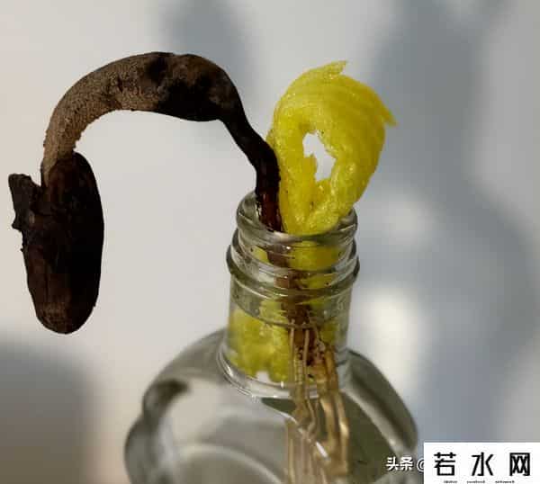 鲜果网,“水果网套”不要扔!简单改造一下,还有大用,后悔才知道