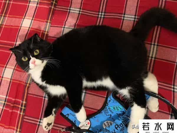 抓住神经猫,天生反骨的5种猫:养了它们,天天都在上演"人猫大战"!