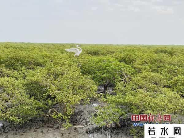 碧海银沙网,「美丽中国·网络媒体生态文明行」北海加强生态立法 守护蓝天碧海银沙