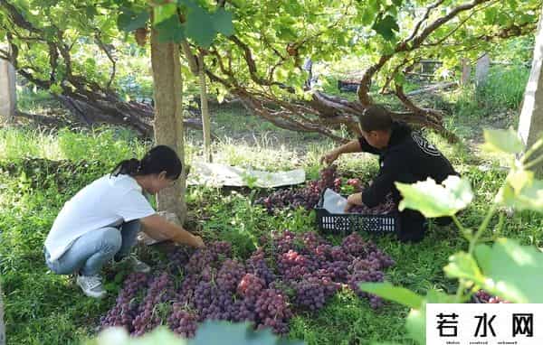 张克凡,「 锦绣昌黎 」 葡萄熟了 葡园等你