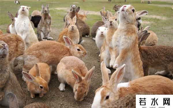 色兔兔,澳大利亚野兔成灾,百年“人兔大战”五次围剿失败,中国出手相助